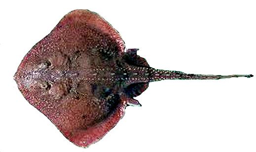 Neoraja iberica04.jpg